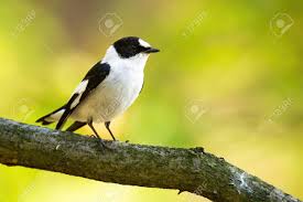 Attēlu rezultāti vaicājumam “Ficedula hypoleuca male”