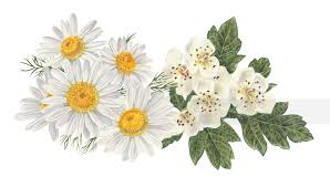 Attēlu rezultāti vaicājumam “Matricaria chamomilla”