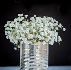Attēlu rezultāti vaicājumam “Gypsophila paniculata bud”