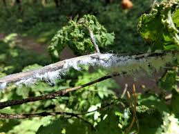 Attēlu rezultāti vaicājumam “Prociphilus xylostei”