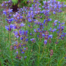 Attēlu rezultāti vaicājumam “Dracocephalum ruyschiana leaf”