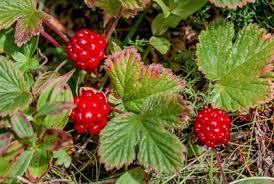 Attēlu rezultāti vaicājumam “Rubus arcticus”