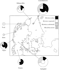Attēlu rezultāti vaicājumam “Maculinea alcon eggs”