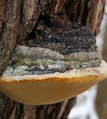Attēlu rezultāti vaicājumam “Phellinus”