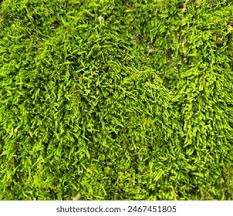 Attēlu rezultāti vaicājumam “Hypnum cupressiforme var. filiforme”