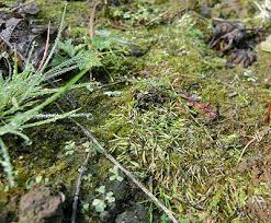 Attēlu rezultāti vaicājumam “Riccia canaliculata”