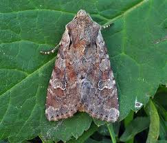 Attēlu rezultāti vaicājumam “Apamea sordens”