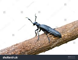 Attēlu rezultāti vaicājumam “Meloe sp.”