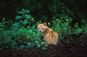 Attēlu rezultāti vaicājumam “Felis silvestris catus”