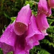 Attēlu rezultāti vaicājumam “Frullania fragilifolia”