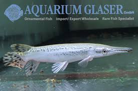 Image result for Atractosteus spatula