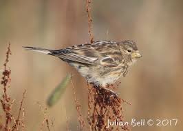 Image result for twite photo