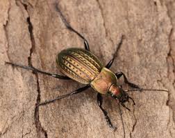 Attēlu rezultāti vaicājumam “Carabus cancellatus”