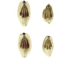 Attēlu rezultāti vaicājumam “Heracleum sosnowskyi fruit”