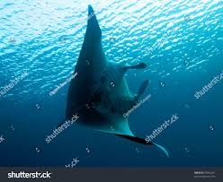 Image result for Mobula thurstoni