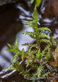 Attēlu rezultāti vaicājumam “Calliergonella cuspidata”