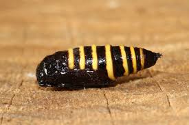 Attēlu rezultāti vaicājumam “Abraxas grossulariata pupa”