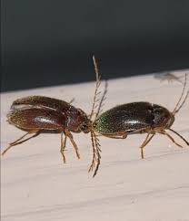 Attēlu rezultāti vaicājumam “Hylecoetus dermestoides female”