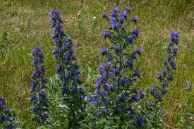 Attēlu rezultāti vaicājumam “Echium vulgare bud”