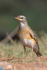 Image result for Turdus obscurus