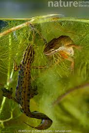 Attēlu rezultāti vaicājumam “Triturus vulgaris female”