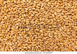 Attēlu rezultāti vaicājumam “Triticum aestivum”