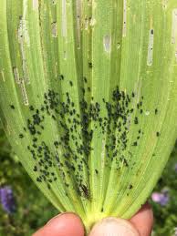 Attēlu rezultāti vaicājumam “Aphis farinosa”