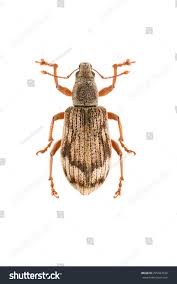 Attēlu rezultāti vaicājumam “Polydrusus tereticollis”