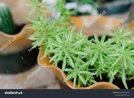 Attēlu rezultāti vaicājumam “Sedum rupestre leaf”