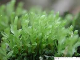 Attēlu rezultāti vaicājumam “Mnium lycopodioides”