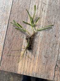 Attēlu rezultāti vaicājumam “Poa remota bud”