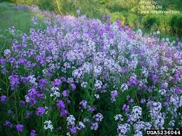 Image result for Hesperis matronalis