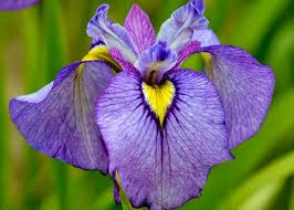 Attēlu rezultāti vaicājumam “Iris pseudacorus flower”