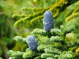 Attēlu rezultāti vaicājumam “Abies mariesii”