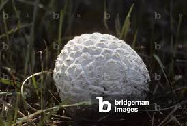 Attēlu rezultāti vaicājumam “Calvatia utriformis”