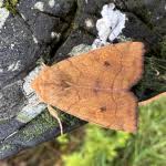 Attēlu rezultāti vaicājumam “Enargia paleacea”