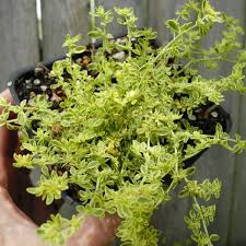 Attēlu rezultāti vaicājumam “Herniaria glabra”