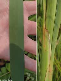 Attēlu rezultāti vaicājumam “Typha latifolia leaf”