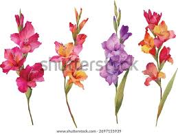 Attēlu rezultāti vaicājumam “Gladiolus imbricatus fruit”