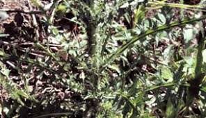 Attēlu rezultāti vaicājumam “Cirsium palustre fruit”