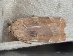 Attēlu rezultāti vaicājumam “Noctua fimbriata imago”