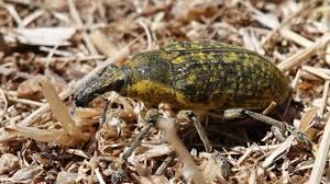 Attēlu rezultāti vaicājumam “Larinus sp.”