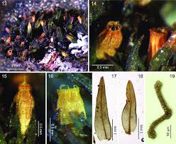 Attēlu rezultāti vaicājumam “Orthotrichum speciosum”