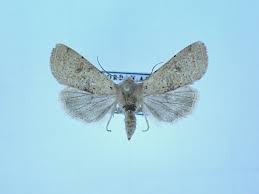 Attēlu rezultāti vaicājumam “Orthosia cruda”