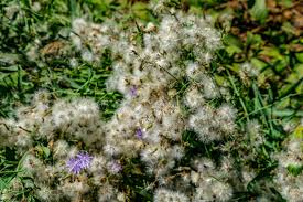 Attēlu rezultāti vaicājumam “Lactuca tatarica bud”