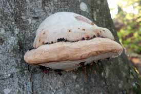Attēlu rezultāti vaicājumam “Ganoderma applanatum”