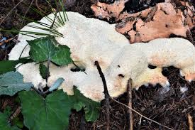 Attēlu rezultāti vaicājumam “Fuligo cinerea”