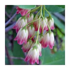 Attēlu rezultāti vaicājumam “Enkianthus campanulatus”