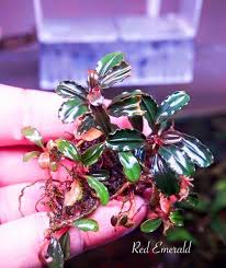 Risultati immagini per bucephalandra pinoh red stem