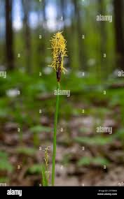 Attēlu rezultāti vaicājumam “Carex pilosa flower”